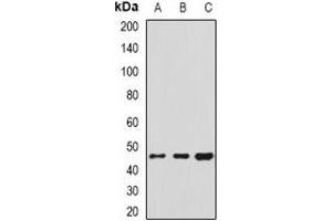 Western blot analysis of HSP47 expression in Hela (A), U251 (B), THP1 (C) whole cell lysates. (SERPINH1 抗体)