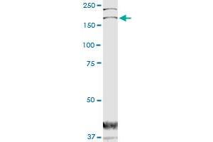 DOCK1 monoclonal antibody (M02), clone 3D10. (DOCK1 抗体  (AA 698-803))