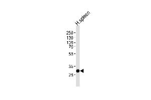 Western blot analysis of lysate from human spleen tissue lysate, using SAP30 Antibody at 1:1000 at each lane. (SAP30 抗体  (C-Term))