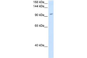RNF40 antibody used at 1. (RNF40 抗体  (C-Term))