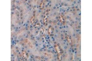 IHC-P analysis of Mouse Tissue, with DAB staining. (Caspase 2 抗体  (AA 170-333))