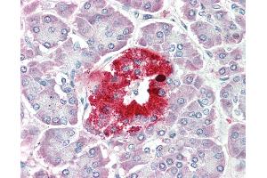 Anti-PCSK1N / PROSAAS antibody IHC staining of human pancreas. (PCSK1N 抗体  (AA 182-193))