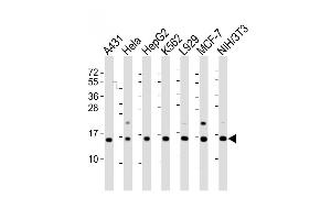 Western Blot at 1:2000 dilution Lane 1: A431 whole cell lysate Lane 2: Hela whole cell lysate Lane 3: HepG2 whole cell lysate Lane 4: K562 whole cell lysate Lane 5: L929 whole cell lysate Lane 6: MCF-7 whole cell lysate Lane 7: NIH/3T3 whole cell lysate Lysates/proteins at 20 ug per lane. (HIST1H2AG 抗体  (AA 63-87))