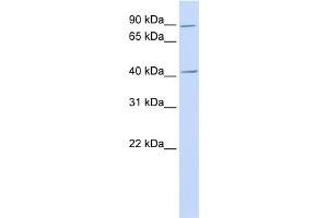 WB Suggested Anti-USAntibody Titration:  0. (USP18 抗体  (N-Term))