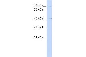 WB Suggested Anti-USAntibody Titration:  0. (USP18 抗体  (N-Term))