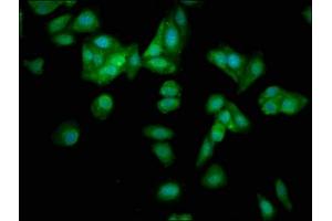 Immunofluorescence staining of HepG2 cells with ABIN7164940 at 1:133, counter-stained with DAPI. (POMP 抗体  (AA 1-141))