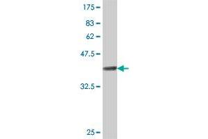 Western Blot detection against Immunogen (37. (GIMAP4 抗体  (AA 125-224))