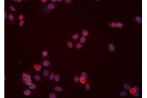 ABIN6277474 staining Hela cells by IF/ICC. (DUSP6 抗体  (C-Term))