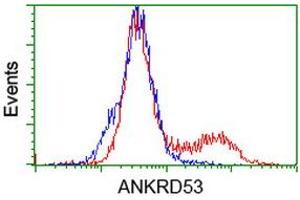 Flow Cytometry (FACS) image for anti-Ankyrin Repeat Domain 53 (ANKRD53) (AA 1-300) antibody (ABIN1490723) (ANKRD53 抗体  (AA 1-300))