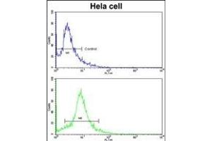 Flow cytometric analysis of hela cells using EIF3H Antibody (C-term)(bottom histogram) compared to a negative control cell (top histogram). (EIF3H 抗体  (C-Term))