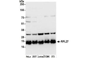 Western Blotting (WB) image for anti-Ribosomal Protein L27 (RPL27) (AA 86-136) antibody (ABIN7449202)