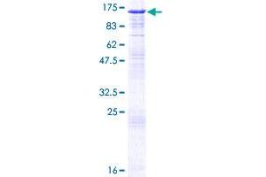 Cyclin F Protein (CCNF) (AA 1-786) (GST tag)