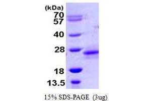RHOD Protein (AA 18-207) (His tag)