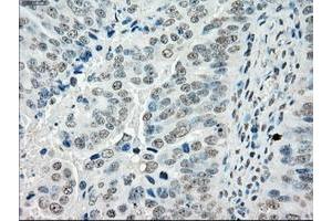 Image no. 10 for anti-P450 (Cytochrome) Oxidoreductase (POR) antibody (ABIN1497744) (POR 抗体)