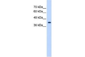 ST6GALNAC5 antibody used at 1.