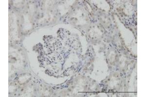 Image no. 4 for anti-N-Methylpurine-DNA Glycosylase (MPG) (AA 1-90) antibody (ABIN598817) (MPG 抗体  (AA 1-90))