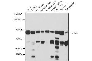 Western blot analysis of extracts of various cell lines, using EHD1 Rabbit mAb (ABIN7266911) at 1:1000 dilution. (EHD1 抗体)