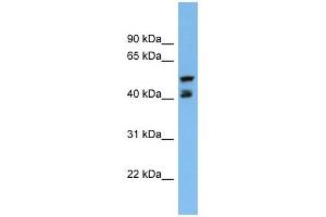PON3 antibody used at 1 ug/ml to detect target protein. (PON3 抗体  (Middle Region))