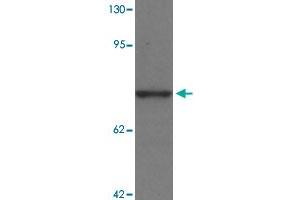 Western blot analysis of PALM3 in MCF-7 cell lysate with PALM3 polyclonal antibody  at 1 ug/mL. (PALM3 抗体  (N-Term))