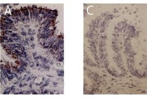 Immunohistochemistry image of FGF-I staining in cryosections ofbovine ovi- duct. (FGF1 抗体)