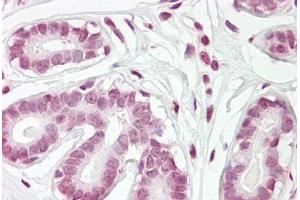 Anti-ZBTB2 antibody IHC staining of human breast. (ZBTB2 抗体  (AA 450-500))