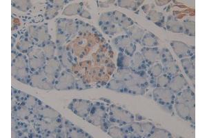 DAB staining on IHC-P; Samples: Rat Pancreas Tissue (IFNA2 抗体  (AA 24-192))