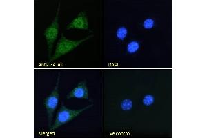 ABIN185449 Immunofluorescence analysis of paraformaldehyde fixed NIH3T3 cells, permeabilized with 0. (GATA1 抗体  (Internal Region))