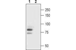 Western blot analysis of rat brain lysate:1.