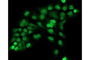 Anti-ERCC1 mouse monoclonal antibody (ABIN2455607) immunofluorescent staining of COS7 cells transiently transfected by pCMV6-ENTRY ERCC1 (RC200478). (ERCC1 抗体)