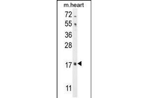 Western blot analysis in mouse heart tissue lysates (35ug/lane). (FGF16 抗体  (N-Term))