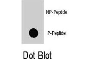 Dot blot analysis of MAP4K1 (phospho S171) polyclonal antibody  on nitrocellulose membrane.