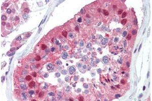 Anti-UBC / Ubiquitin C antibody IHC of human testis. (UBC 抗体  (AA 36-66))