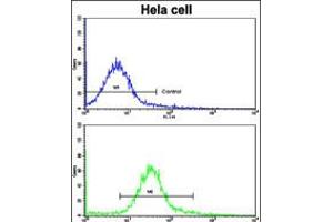 Flow cytometric analysis of hela cells using CA9 Antibody (bottom histogram) compared to a negative control cell (top histogram). (CA9 抗体  (AA 113-143))