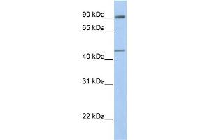 WB Suggested Anti-GTF2H4 Antibody Titration:  0. (GTF2H4 抗体  (N-Term))