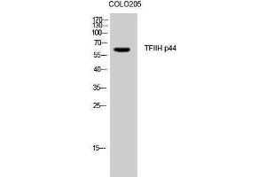 Western Blotting (WB) image for anti-General Transcription Factor IIH, Polypeptide 2, 44kDa (GTF2H2) (N-Term) antibody (ABIN3187237) (GTF2H2 抗体  (N-Term))