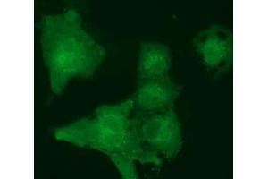 Anti-MOBKL2B mouse monoclonal antibody (ABIN2453314) immunofluorescent staining of COS7 cells transiently transfected by pCMV6-ENTRY MOBKL2B (RC205977). (MOBKL2B 抗体)