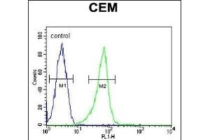 ITGB1BP3 Antibody (Center) (ABIN650725 and ABIN2839412) flow cytometric analysis of CEM cells (right histogram) compared to a negative control cell (left histogram). (ITGB1BP3 抗体  (AA 156-186))