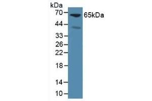 Detection of GPC3 in Mouse Liver Tissue using Polyclonal Antibody to Glypican 3 (GPC3) (Glypican 3 抗体  (AA 344-559))