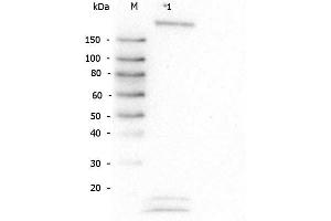 Western Blot of Rabbit anti-Robo-1 antibody. (ROBO1 抗体  (AA 1632-1644))