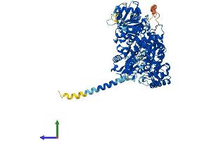 Protein Structure (PS) image for N-Deacetylase/N-Sulfotransferase (Heparan Glucosaminyl) 2 (NDST2) (AA 1-883) protein (His tag) (ABIN7554710)