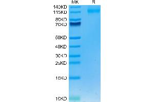 SDS-PAGE (SDS) image for Fms-Related tyrosine Kinase 3 (FLT3) (AA 27-541) protein (Fc Tag) (ABIN7274657)