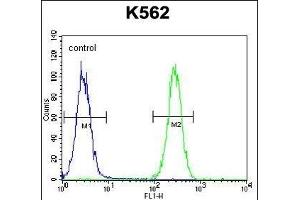 BAI1 Antibody (C-term) (ABIN392804 and ABIN2842241) flow cytometric analysis of K562 cells (right histogram) compared to a negative control cell (left histogram). (BAI1 抗体  (C-Term))
