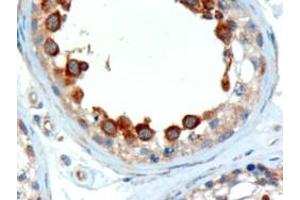 ABIN184952 (2µg/ml) staining of paraffin embedded Human Testis. (ALMS1 抗体  (C-Term))