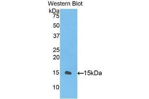 Western Blotting (WB) image for anti-Transforming Growth Factor, beta 1 (TGFB1) antibody (FITC) (ABIN1172359)