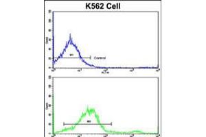 Flow cytometric analysis of K562 cells using LPIN2 Antibody (bottom histogram) compared to a negative control cell (top histogram). (Lipin 2 抗体  (AA 262-288))