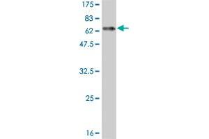 Western Blotting (WB) image for anti-Distal-Less Homeobox 3 (DLX3) (AA 1-287) antibody (ABIN515013)