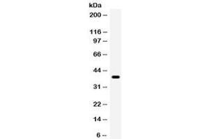 Western blot testing of human HeLa cell lysate with WNT7A antibody. (WNT7A 抗体)