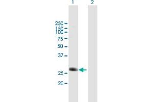 Western Blot analysis of C5orf20 expression in transfected 293T cell line by C5orf20 MaxPab polyclonal antibody. (Chromosome 5 Open Reading Frame 20 (C5ORF20) (AA 1-244) 抗体)