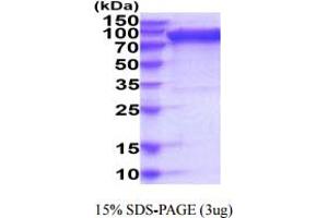 SDS-PAGE (SDS) image for Sialic Acid Binding Ig-Like Lectin 5 (SIGLEC5) (AA 17-441) protein (hIgG-His-tag) (ABIN6388042) (SIGLEC5 Protein (AA 17-441) (hIgG-His-tag))