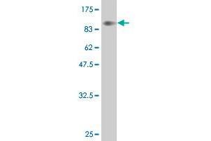 Western Blot detection against Immunogen (85. (YES1 抗体  (AA 1-543))